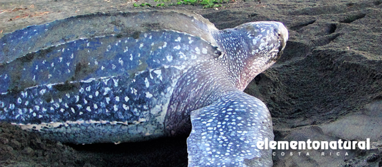 Tips and tricks about sea turtle watching in Costa Rica - Elemento Natural